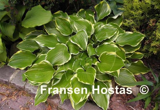 Hosta None Lovelier